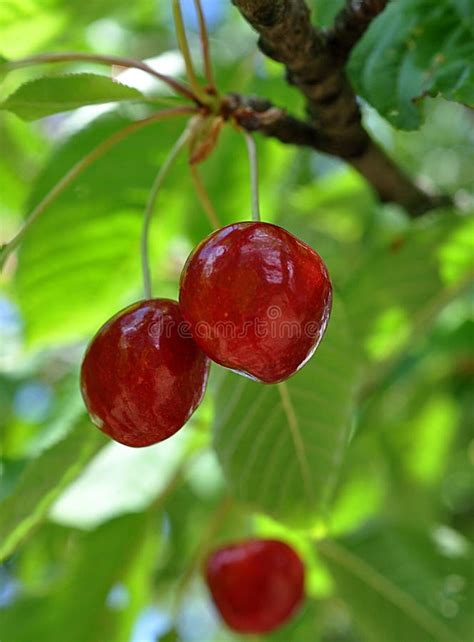 Fruits Red Cherries Stock Photo Image Of Ecology Fruits 117252914