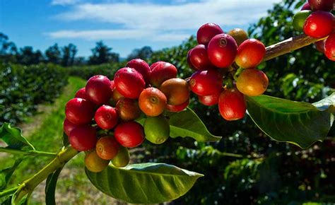 Latin America Coffee History Explained For Beginners Sounds And Colours