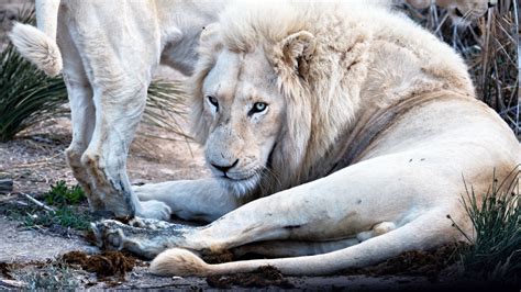A Rare Encounter Spotting White Lions In The Wild Condé Nast Traveler