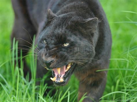 Aggression Big Cat Face Panther Predator Teeth Wallpaper Background