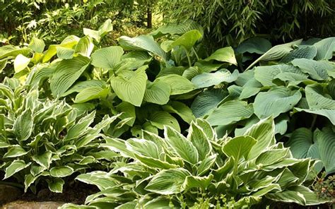 25 Cold Hardy Tropical Plants To Create A Tropical Garden In Cold Climate