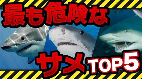 人喰いザメ集結！？世界で最も危険なサメtop5をガチのサメ好きが解説付きで紹介！【危険生物】【危険ザメ】【ホホジロザメ】 Youtube