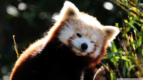 10 Top Red Panda Wallpaper 1920x1080 Full Hd 1920×1080 For Pc Background