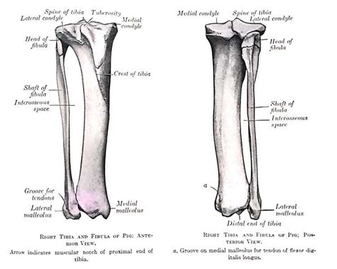 It is the smaller of the two bones and, in proportion to its length, the most slender of all the long bones. Bones of leg - Tibia Fibula - Gross Anatomy