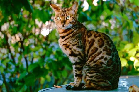 All About Tabby Cats Breed Or Color Pattern Natgeos