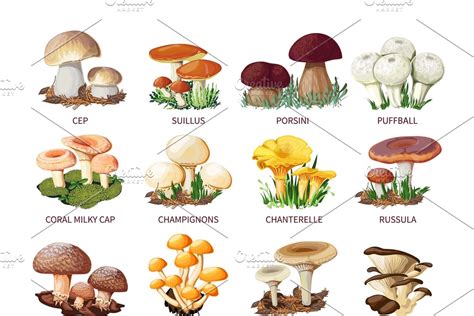 Edible Mushrooms And Toadstools Creative Daddy