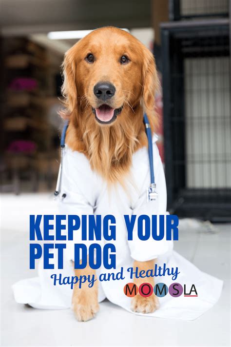 Keeping Your Pet Dog Happy And Healthy