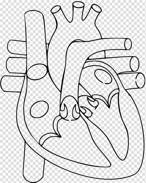 Heart Anatomy Diagram Circulatory System Human Body Human Heart