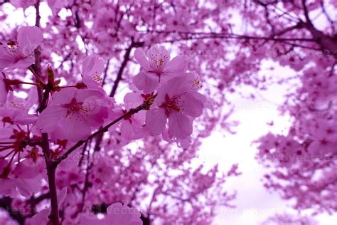 Bright Pink Cherry Blossoms Japanese Sakura Flowers 6863297 Stock