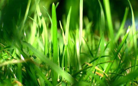 grass Wallpapers HD / Desktop and Mobile Backgrounds