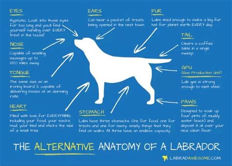 Lab Anatomy Labrador Facts Labrador Retriever Dog Love