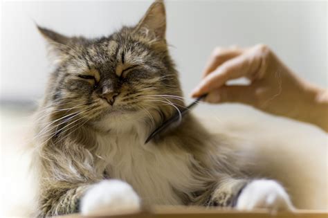 猫はなぜ「毛づくろい」をするのか？必要不可欠なこと？ 猫との暮らし大百科