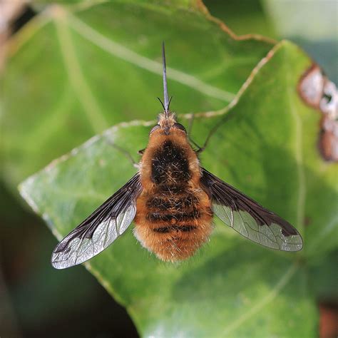 Bee Fly Wildlifemacro