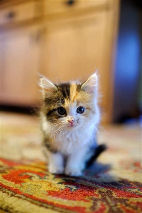 Cute Little Kitten Cats Photo 36586393 Fanpop