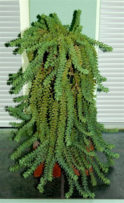 This cactus is a versatile plant species, able to grow the rat tail cactus is easy to cultivate no matter where you live, and it grows relatively quickly when given proper care and attention. Donkey Tail | Plants, Indoor plants, Indoor gardens