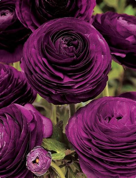There are no reviews yet. Deep Purple Ranunculus Garden. This is my Favorit Shade Of ...