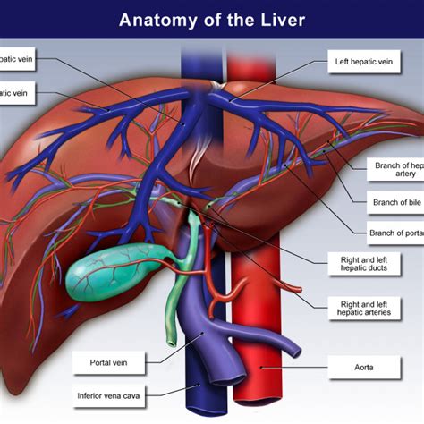 Anatomy Of The Liver Trialexhibits Inc