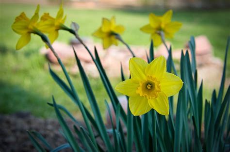 Easter Bells Spring Daffodils Free Photo On Pixabay Pixabay