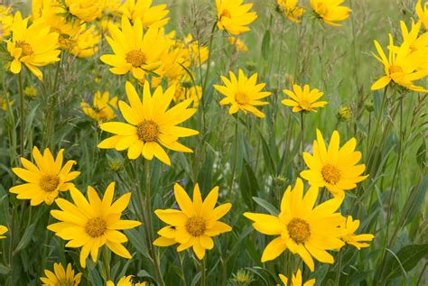 Yellow Daisies Flowers Fence Wallpapers Wallpaper Cave