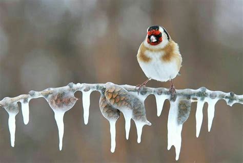 Pin By Islamic Boraq On Natura Beautiful Birds Winter Bird Snow Animals