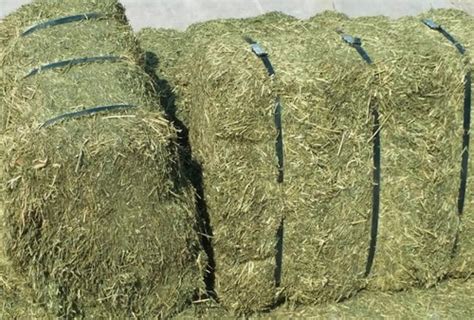 Natural Alfalfa Hay Bales At Best Price In Pune Rsa Overseas Private
