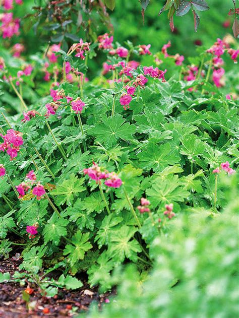 The 10 Best Perennials For Shade