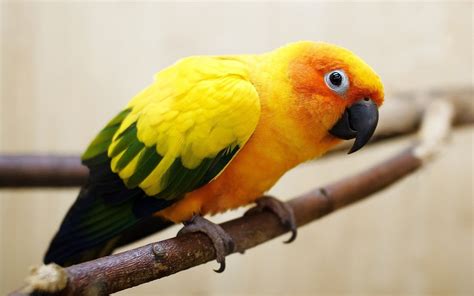 Sun Conure Wallpapers Wallpaper Cave