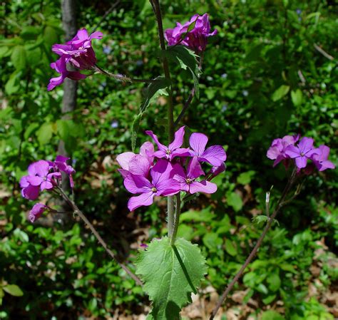 Lunaria Annua Annual Honesty Go Botany