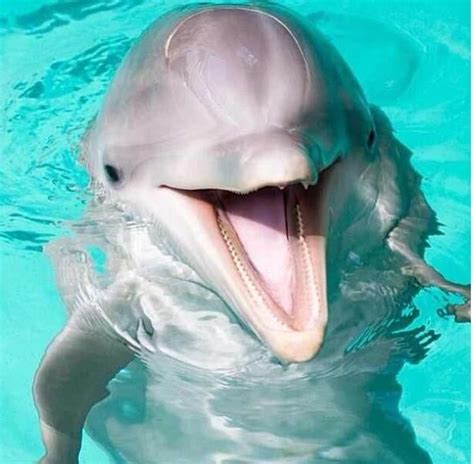 11 Interesting Facts About Dolphins Animals Zone
