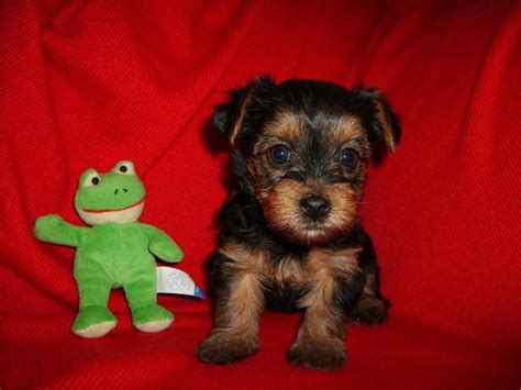 Purchase your yorkiepoo puppy today and start enjoying your new companion! Excellent Tea-Cup Size Yorkie Puppies For Adoption for ...