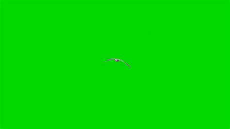 Seagull Animated Green Screen Backgrounds Download Hd Motion Animated