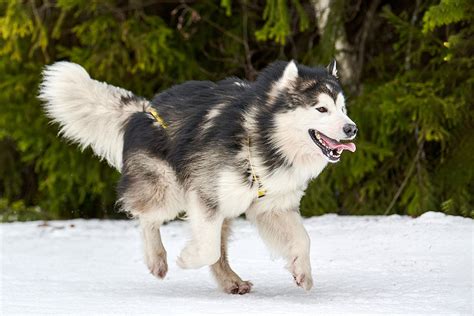 Alaskan Malamute Snow Dog Extraordinaire