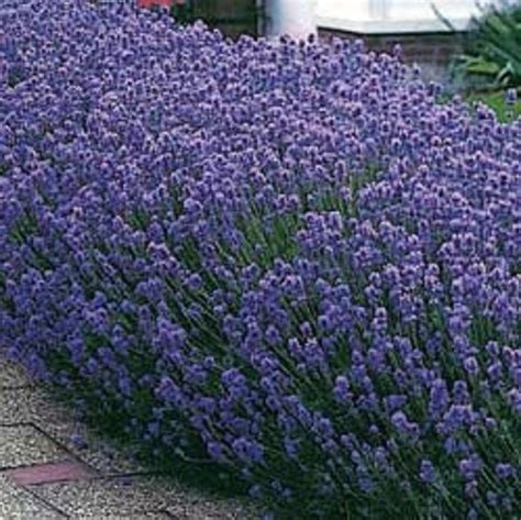 Lavender Dwarf Munstead Plants 20 30cm Pack Of 10 Supplied In 9cm Pots