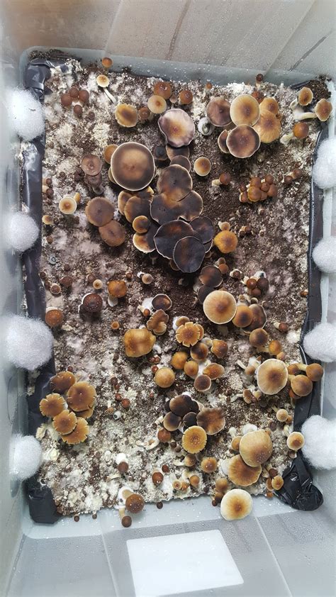 Brown Mycelium - Getting Started - Shroomery Message Board