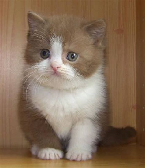 British Short Hair Cinnamon Kitten Cute Cats And Kittens Beautiful