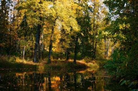 Calm River In Autumn Forest Stock Photo Colourbox