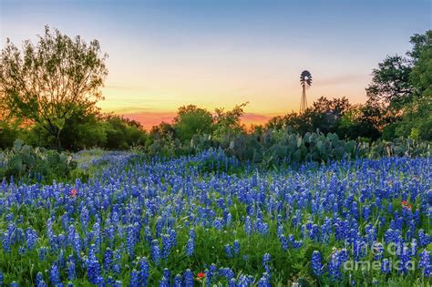 Texas Bluebonnet Sunset Landscape Photograph By Bee Creek Photography