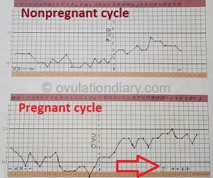 How To Calculate The Ovulation With Bbt Examples