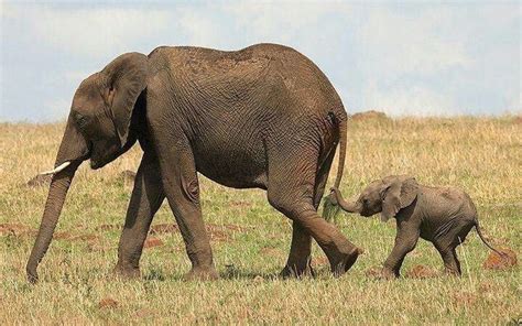What Is The Gestation Period Of An Elephant Animal Enthusias Blog