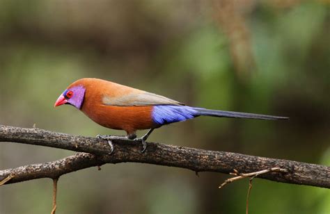 Violet Eared Waxbill South African Birds Finches Bird Beautiful Birds