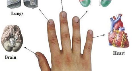 his storie every finger is connected to 2 organs japanese methods of curing in 5 minutes