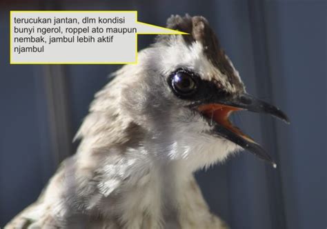 Nah, burung pleci atau dalam bahasa ilmiahnya disebut zosterops ini merupakan salah satu jenis burung kicauan yang cukup digemari oleh para. Cara Membedakan Burung Trucukan/Trocokan Jantan Dan Betina