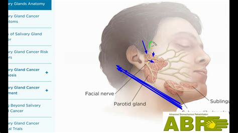 Abr The Jaw Improvement And The Salivary Glands By Leonid Blyum Youtube