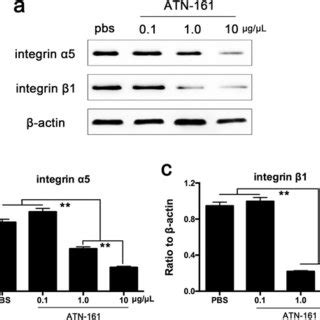 Expression levels of integrin α5β1 examined by immunofluorescent