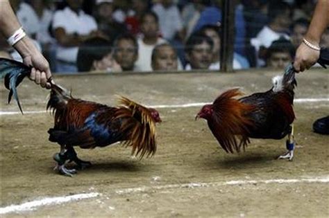Sabung ayam peru atau peruvian cockfighting merupakan kegiatan yang dilegalkan dan diselenggarakan secara nasional setiap harinya. Gerebek Sabung Ayam, Polisi Ini Justru Dibunuh Ayam Aduan