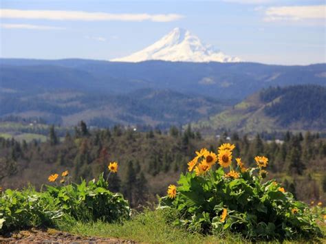 Oregon Top 5 Best Easy Wildflower Hikes In The Columbia River Gorge