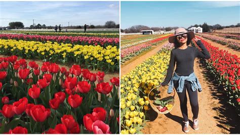 You Can Now Pick Your Own Flowers At This Adorable Field Of Tulips In
