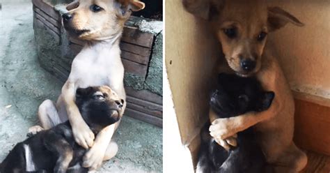 Abandoned Puppies Remain In Protective Embrace Even After Being
