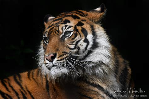 Isha Sumatran Tiger Zoochat