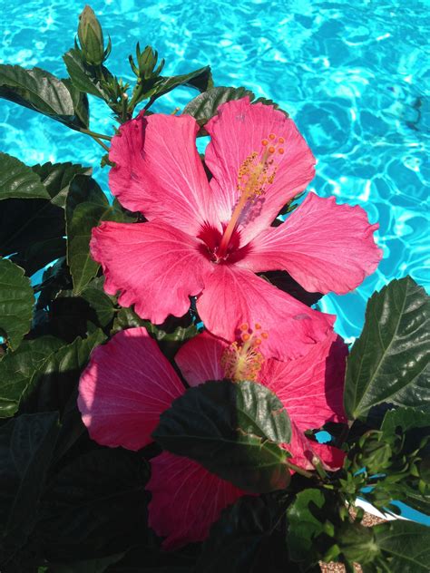 Beautiful Hibiscus By The Pool Flower Wallpaper Flower Aesthetic